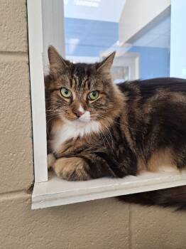 Rescue Domestic Medium Hair Cats for Adoption in Liverpool, New York - Brando | PetCurious