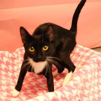 Strawberry Shortcake -  Domestic Short Hair Cat for Adoption in Layton, Utah - Strawberry Shortcake | PetCurious