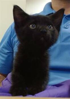 Domestic Short Hair Cats Available for Adoption in Doral, Florida - LORD FARQUAD | PetCurious