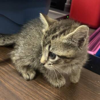 Domestic Short Hair Cats Available for Adoption in Ardmore, Oklahoma - Itty | PetCurious