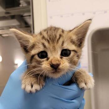 Domestic Short Hair Cats Available for Adoption in Los Angeles, California - Grandma