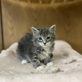 Ballet--In Foster -  Domestic Medium Hair Cat for Adoption in Fargo, North Dakota - Ballet--In Foster | PetCurious