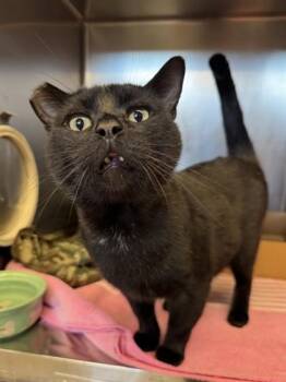 Tommy -  Domestic Short Hair Cat for Adoption in Roseville, California - Tommy | PetCurious