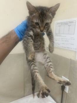 Rescue Domestic Short Hair Cats for Adoption in Honolulu, Hawaii - 59781043 | PetCurious