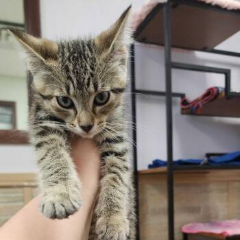 Zamboni -  Domestic Short Hair Cat for Adoption in Davenport, Iowa - Zamboni | PetCurious