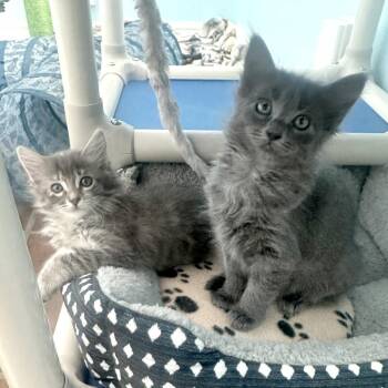 Rice Cake 17 -  Domestic Short Hair Cat for Adoption in Austin, Texas - Rice Cake 17 | PetCurious