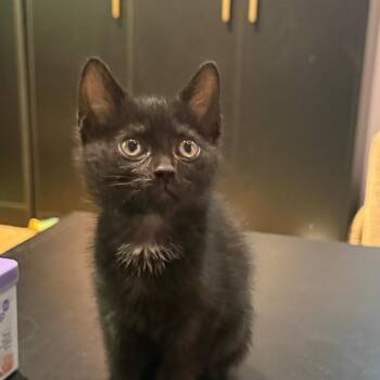 Misty -  Domestic Short Hair Cat for Adoption in Silver Spring, Maryland - Misty | PetCurious