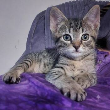 Gordon -  Domestic Short Hair Cat for Adoption in Santa Fe, Texas - Gordon | PetCurious