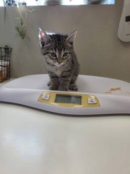 Rescue Domestic Short Hair Cats for Adoption in Fishers, Indiana - Copperplate | PetCurious