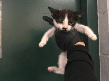 A1926661 -  Domestic Short Hair Cat for Adoption in Thousand Palms, California - A1926661 | PetCurious