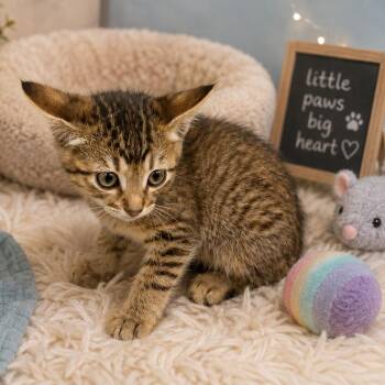 Otis -  Domestic Short Hair Cat for Adoption in Lufkin, Texas - Otis | PetCurious