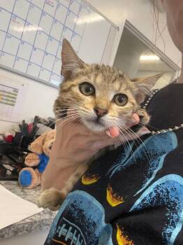 Cayden -  Domestic Short Hair Cat for Adoption in Thousand Oaks, California - Cayden | PetCurious