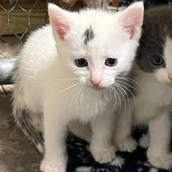 Salt (in Stevensville, MD) -  Domestic Short Hair Cat for Adoption - Salt (in Stevensville, MD) | PetCurious