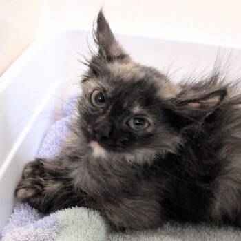 Boston Cream -  Domestic Medium Hair Cat for Adoption in Reno, Nevada - Boston Cream | PetCurious