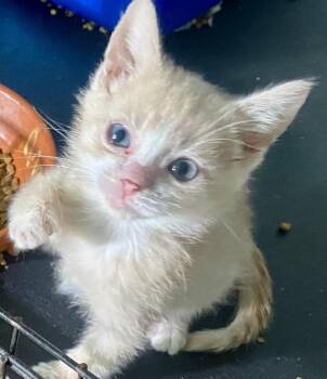 Chickpea -  Tabby and Domestic Short Hair Cat for Adoption in Red Bank, New Jersey - Chickpea | PetCurious
