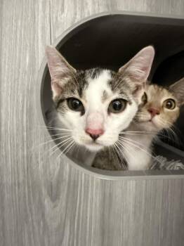 Connie -  Domestic Short Hair Cat Available for Adoption in Alafaya, Florida - Connie | PetCurious