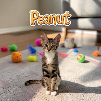 Sweet Peanut -  Tabby and Domestic Short Hair Cat for Adoption in Boca Raton, Florida - Sweet Peanut | PetCurious