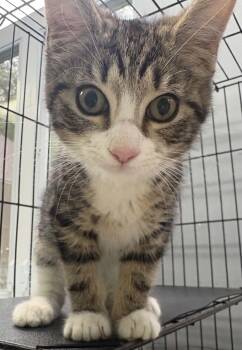 Jasper -  Domestic Short Hair Cat for Adoption in Covington, Virginia - Jasper | PetCurious