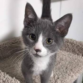 Rescue Domestic Short Hair Cats for Adoption in Shippenville, Pennsylvania - Eggplant A.k.a. Eggy | PetCurious