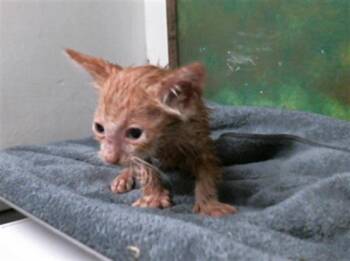 Domestic Short Hair Cats Available for Adoption in Houston, Texas - BOOTS | PetCurious