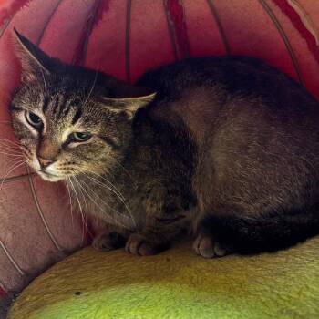 Nellie -  Domestic Short Hair Cat for Adoption in Mt. Juliet, Tennessee - Nellie | PetCurious