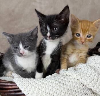 Holly -  Domestic Short Hair Cat Available for Adoption in Salinas, California - Holly | PetCurious