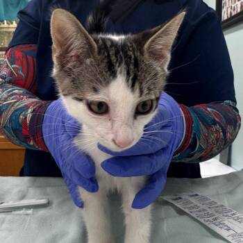 Rocco -  Domestic Short Hair Cat for Adoption in Buffalo, New York - Rocco | PetCurious