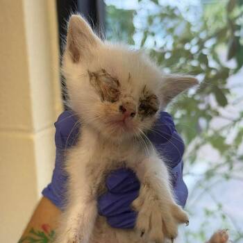 Beeswax 26-07-067 -  Domestic Short Hair Cat for Adoption in Bastrop, Texas - Beeswax 26-07-067 | PetCurious