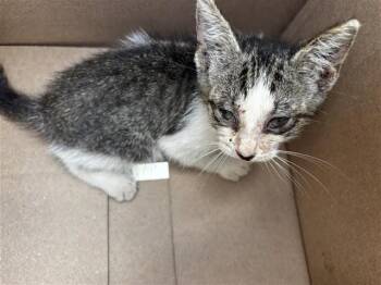A661706 -  Domestic Short Hair Cat for Adoption in Houston, Texas - A661706 | PetCurious