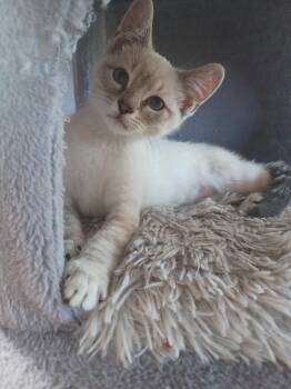 Raja -  Siamese Cat for Adoption in Pinole, California - Raja | PetCurious