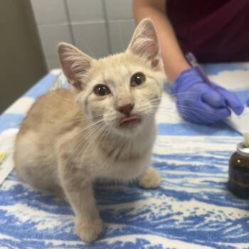 Zazuu (Holland Cat Cove) -  Domestic Short Hair Cat for Adoption in West Olive, Michigan - Zazuu (Holland Cat Cove) | PetCurious