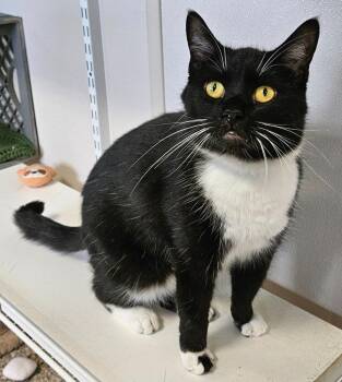 Bones -  Domestic Short Hair Cat for Adoption in Fremont, Ohio - Bones | PetCurious