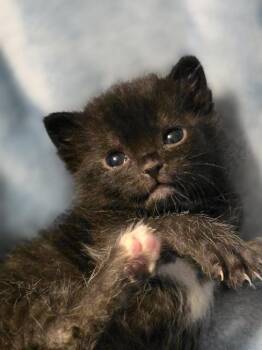 Domestic Short Hair Cats Available for Adoption in Virginia Beach, Virginia - Valley | PetCurious