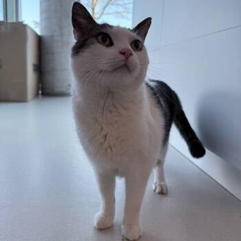 Domestic Short Hair Cats Available for Adoption - Banks | PetCurious