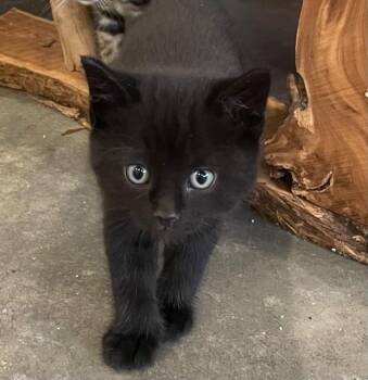 Skipper -  Domestic Short Hair Cat for Adoption in Columbia, Illinois - Skipper | PetCurious