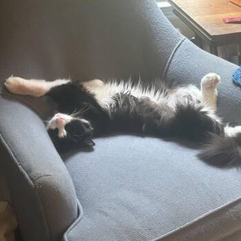 Moonpie McKenzie -  Domestic Medium Hair Cat for Adoption in Merrifield, Virginia - Moonpie McKenzie | PetCurious