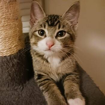 Rescue Domestic Short Hair Cats for Adoption in Troy, Illinois - Sleepy | PetCurious
