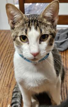 Rescue Turkish Van Cats for Adoption in Biloxi, Mississippi - Jedi "Chip" | PetCurious