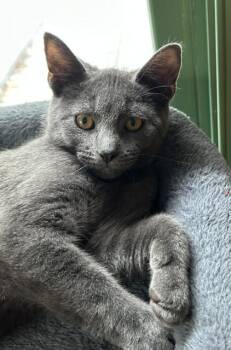 Riff - meet this fun-loving and very friendly kitten with golden -  Domestic Short Hair Cat for Adoption in Lemoyne, Pennsylvania - Riff - Meet This Fun-loving And Very Friendly Kitten With Golden | PetCurious