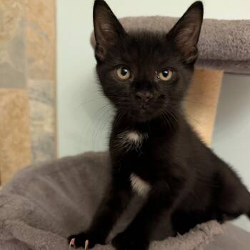 Sting Ray -  Domestic Short Hair Cat for Adoption in Columbiana, Alabama - Sting Ray | PetCurious