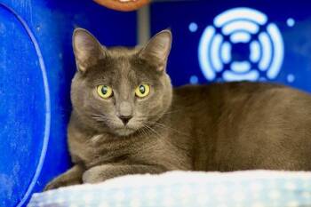 Domestic Short Hair Cats Available for Adoption in Webster, Wisconsin - Lincoln | PetCurious