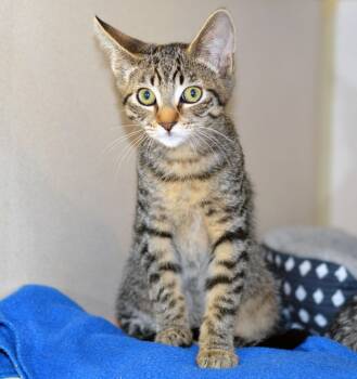 ENCHIRITO -  Tabby Cat for Adoption in San Clemente, California - ENCHIRITO | PetCurious