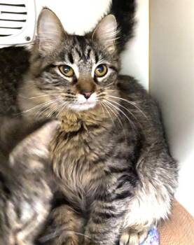 Domestic Long Hair Cats Available for Adoption - ELLA | PetCurious