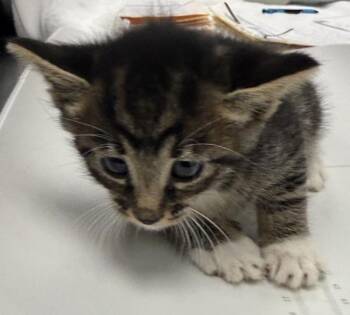 Domestic Short Hair Cats Available for Adoption in Oakland, California - Latte | PetCurious