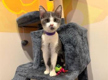 MONIQUE -  Domestic Short Hair Cat for Adoption in Santa Clara, California - MONIQUE | PetCurious