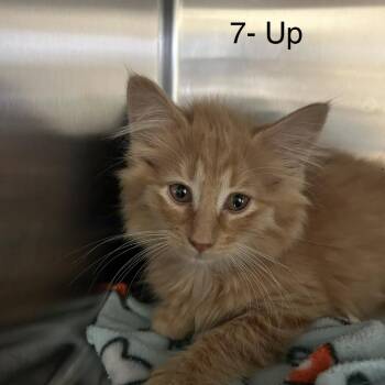 7-UP -  Domestic Long Hair Cat for Adoption in Knoxville, Tennessee - 7-UP | PetCurious