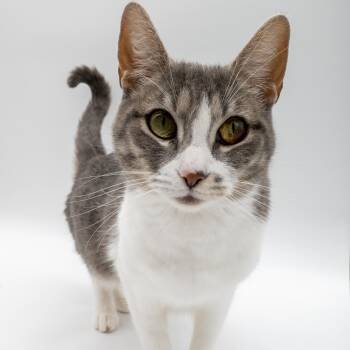Stella Sweetheart - asymptomatic FIV, no special needs -  Domestic Short Hair Cat for Adoption in Portland, Oregon - Stella Sweetheart - Asymptomatic FIV, No Special Needs | PetCurious