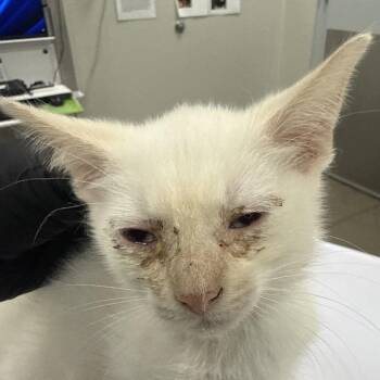 Domestic Short Hair Cats Available for Adoption in Las Cruces, New Mexico - 107057 | PetCurious