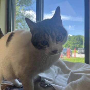 Squash -  Domestic Short Hair Cat Available for Adoption in Kansas City, Kansas - Squash | PetCurious