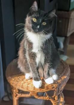 Matcha -  Domestic Long Hair Cat for Adoption in Bowie, Maryland - Matcha | PetCurious
